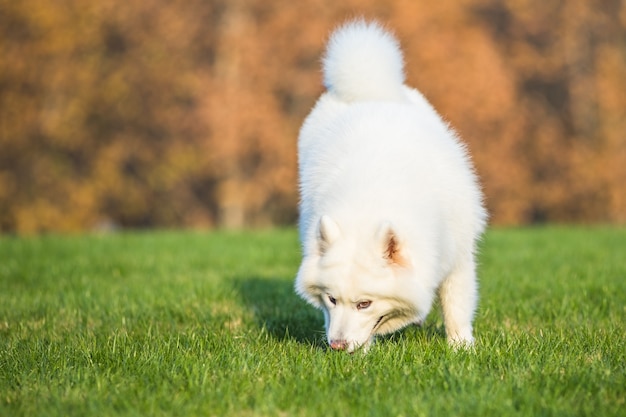 Free photo happy pet dogs playing on grass