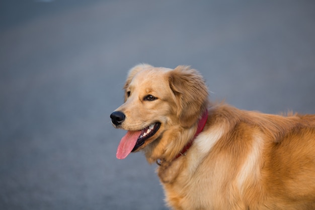 Free photo happy pet dogs playing in a park