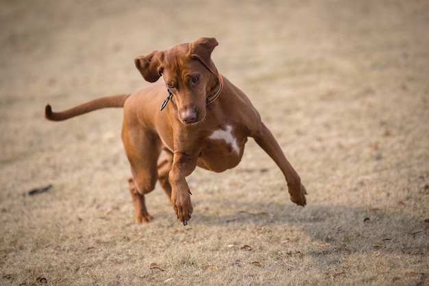 Free Photo happy pet dogs playing in a park