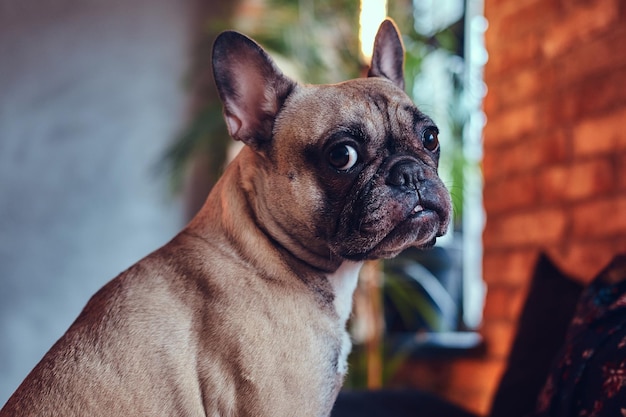 Happy woman sitting with a cute pug in a room with loft interior