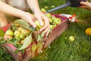 Free photo the happy young family during picking apples in a garden outdoors