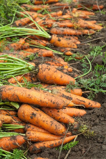 harvest of carrots