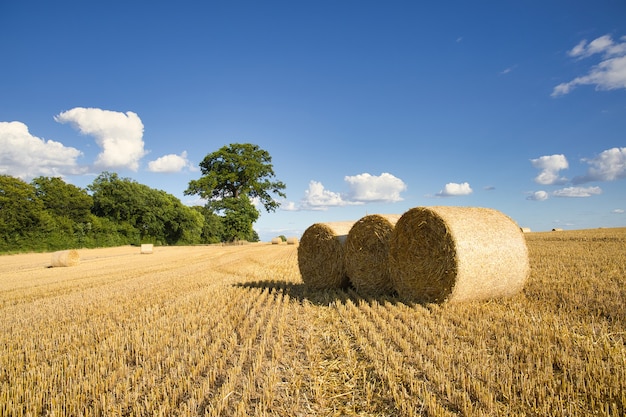 Harvested grain field captured on a sunny day with some clouds