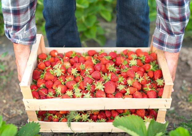 Free photo harvesting delicious organic strawberries fruit