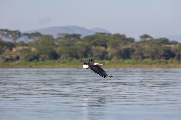 Hawk flying over the water