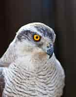 Free photo hawk goshawk head