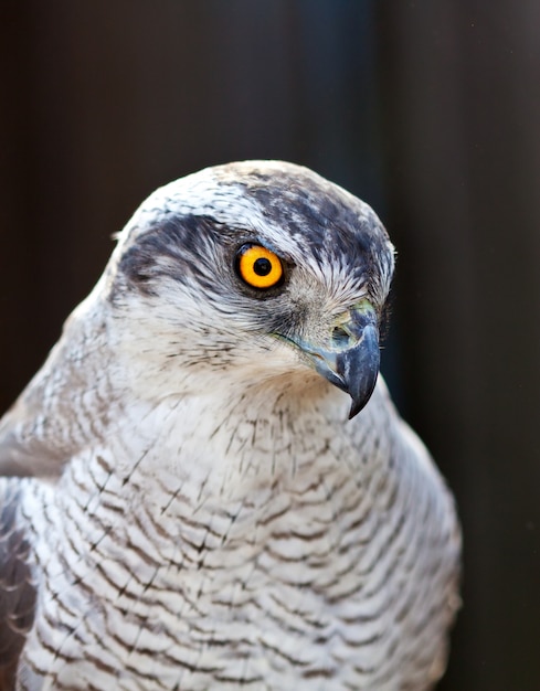 Free Photo hawk goshawk head