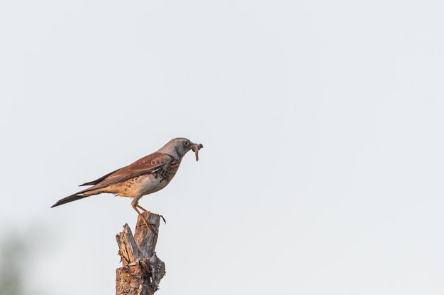 Free photo hawk on a pstick