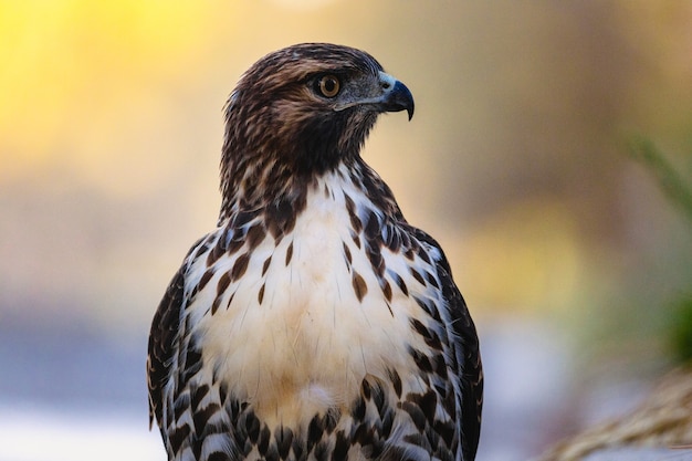 Free Photo hawk resting in nature