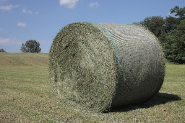 hay bale in the countryside