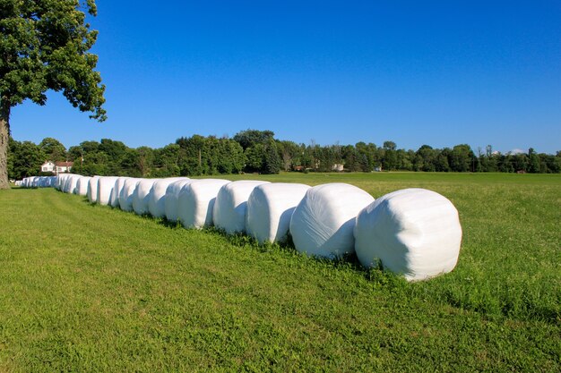 Hay Bales Wrapped and Lined Up on Farm Sunny Day