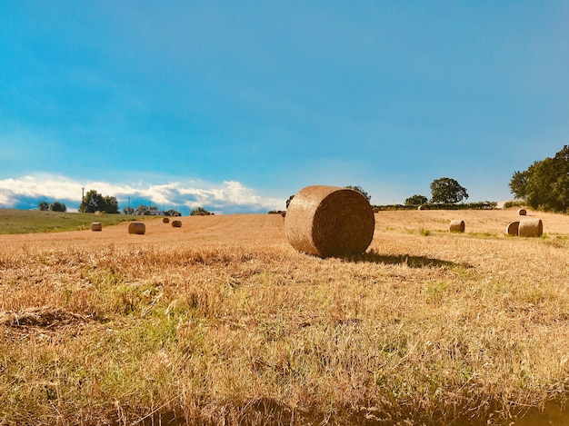 Free Photo hay in the vast field during daytime