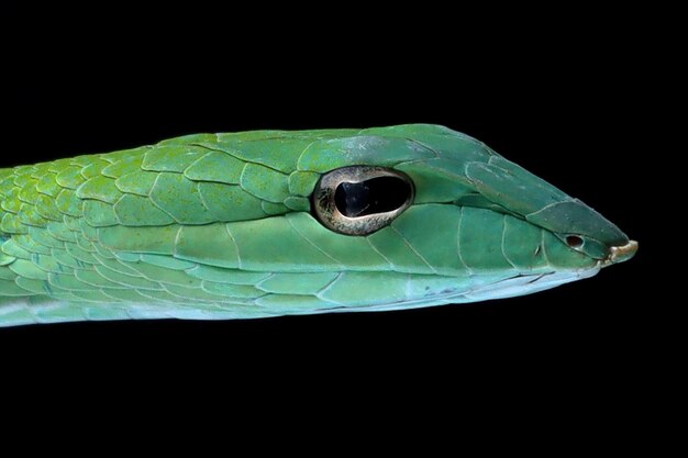 Head of Ahaitulla prasina snake closeup on black background