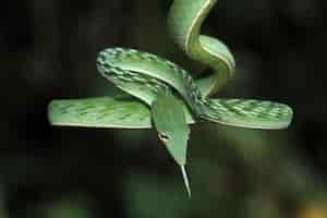 Free photo head of asian vinesnake closeup face asian vinesnake closeup head with black background