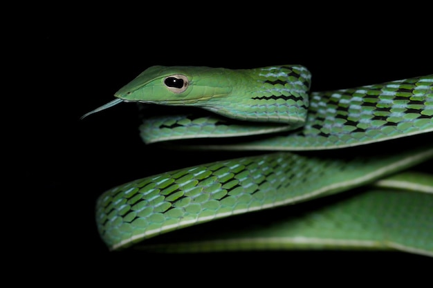 Free photo head of asian vinesnake closeup face asian vinesnake closeup head with black background