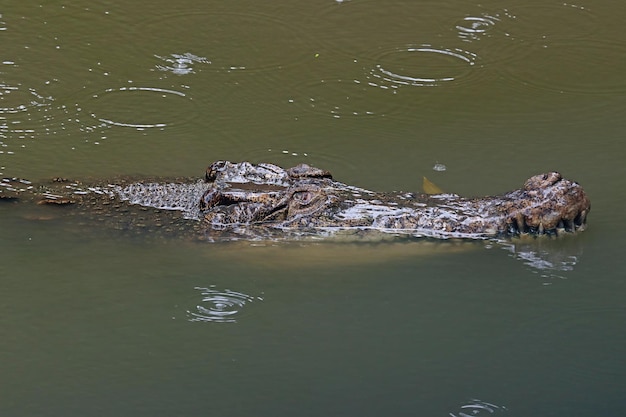 Free photo head crocodile looking fro prey on river crocodile head closeup on the river