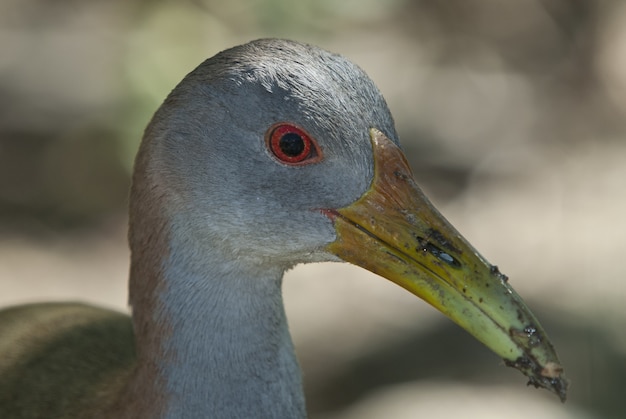 Free photo head of a cute european gallinule bird