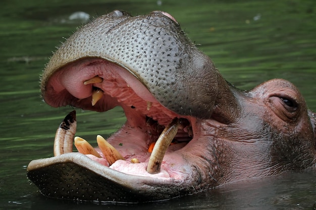 The head of a hippo is waiting for food in the river