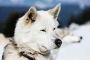 Free photo head of husky dog with blue eyes