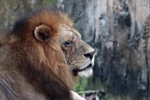 Free Photo head of lion from side view animal closeup