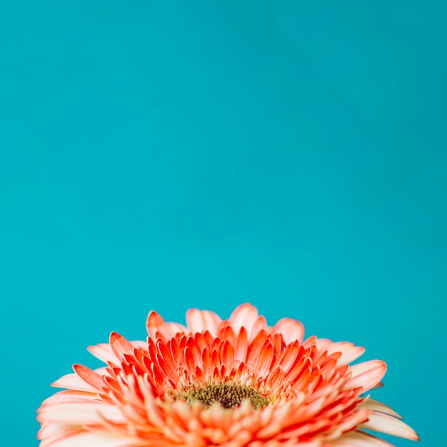 Head of orange flower