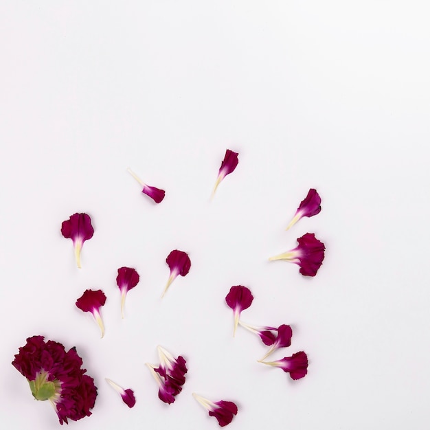 Head and petals of carnation