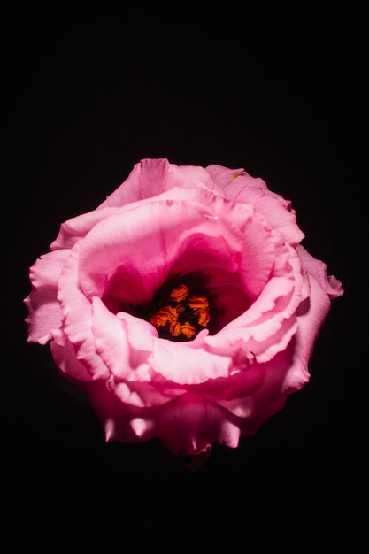 Free Photo head of pink flower