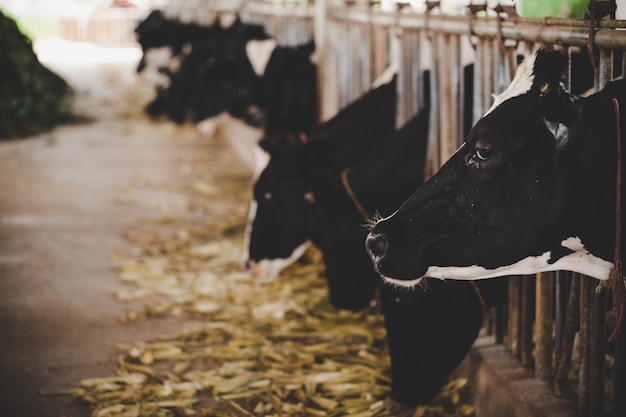 Free photo heads of black and white holstein cows feeding on grass in stable in holland