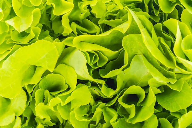 Free photo health green organic raw lettuce