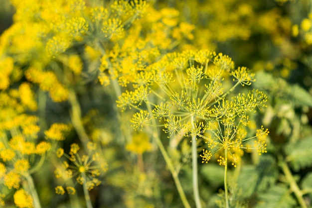 Healthy farming concept plants field