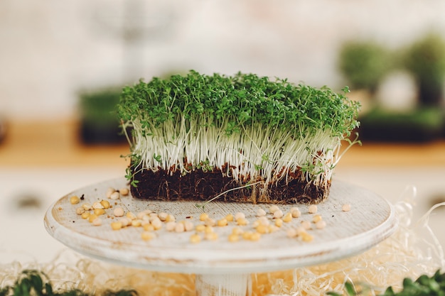 Heap of beet micro greens on table 