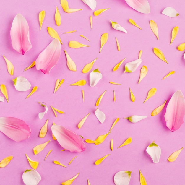 Free Photo heap of different scattered flower petals