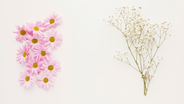 Heap of pink daisy flower buds near plant twig