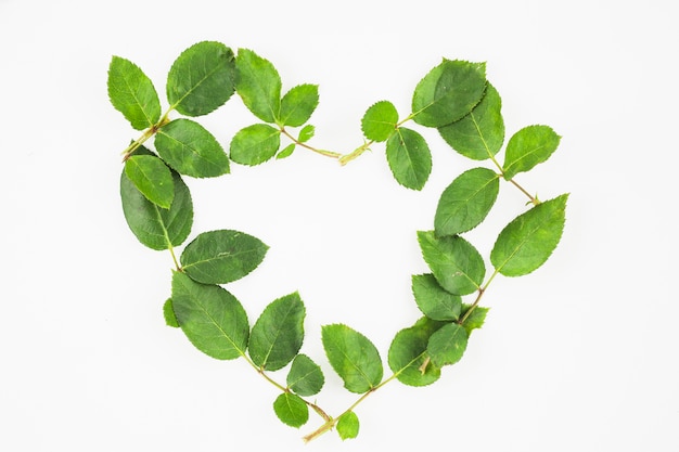 Free Photo heart shape made with green leaves on white background