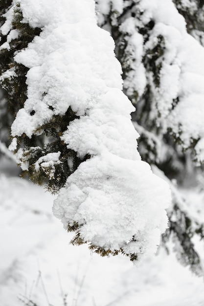 Free photo heavy snow over branches of trees close-up