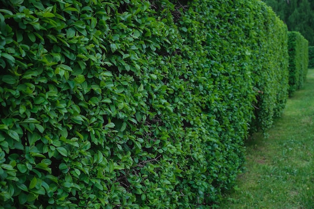 Hedge of evergreen shrubs next to a green lawn no one Home garden landscape selective focus