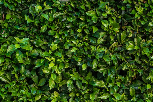 Free Photo hedge texture