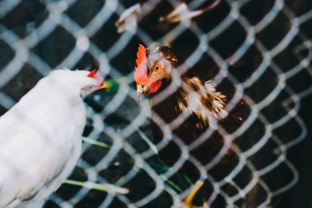 Free Photo hen and rooster looking at each other