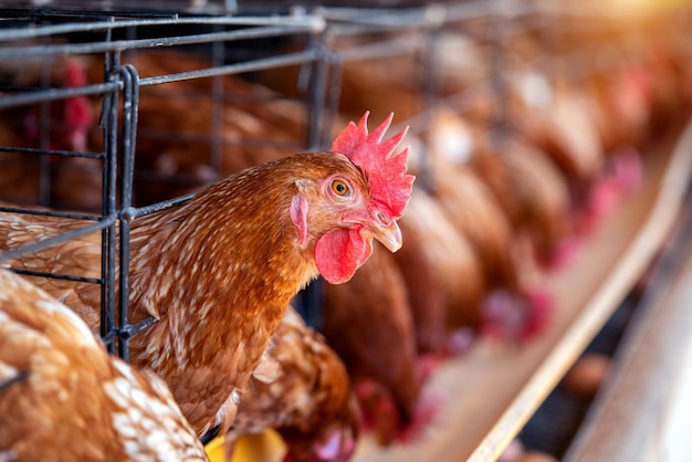 Hens in factory Chicken in cages