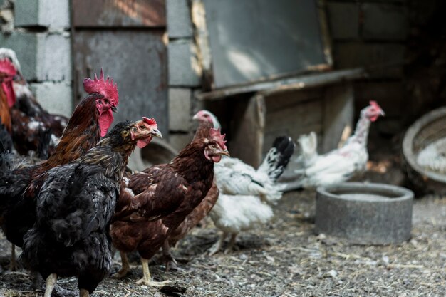 Hens looking aggressively at something in the farm yard