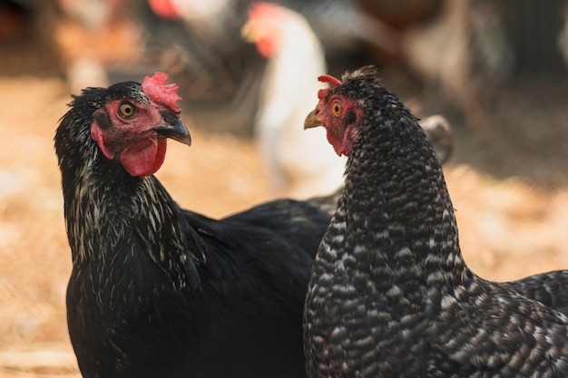 Free photo hens looking at each other in a farm backyard