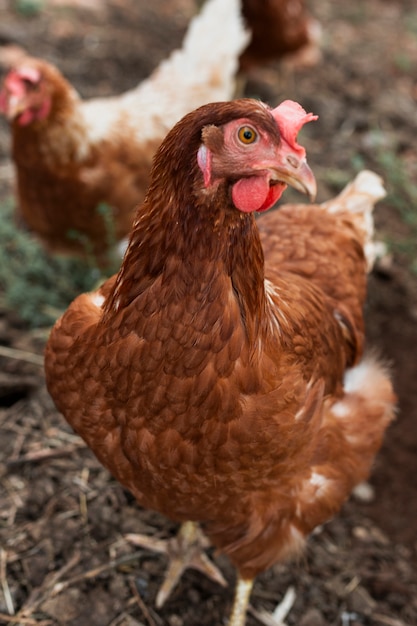 Hens looking for food on coop