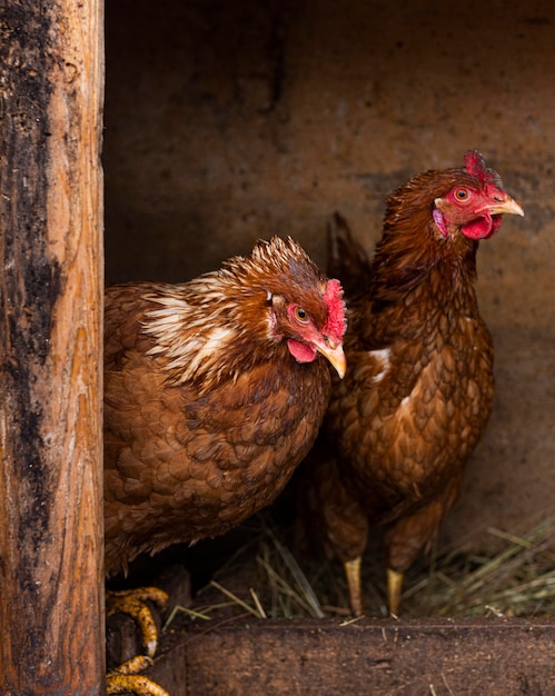 Free Photo hens in nest country lifestyle concept