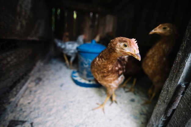 Hens in the poultry farm