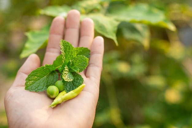 Herbs placed on hands.