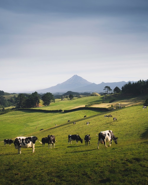 Free photo a herd of black and white cows on a grassland