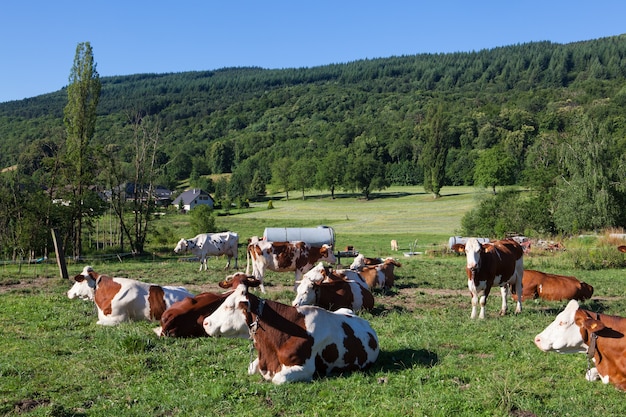 Free photo herd of cows grazing in the field in the spring