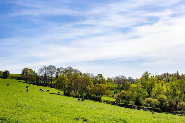 Free Photo herd of cows grazing on the pasture during daytime