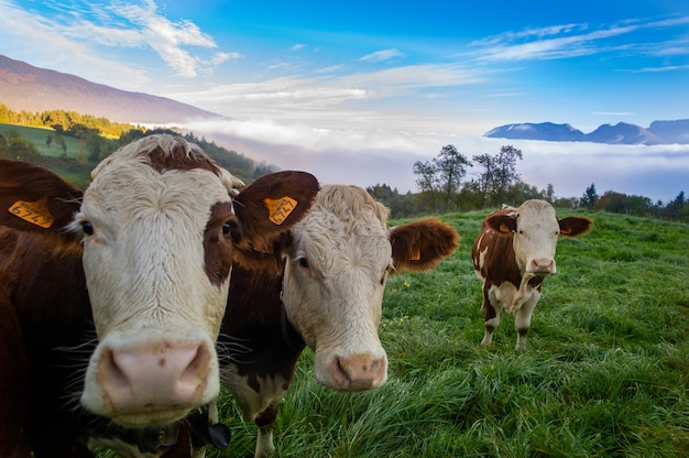 Free photo herd of cows grazing on the pasture during daytime