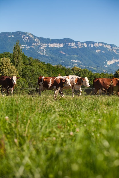 Free photo herd of cows producing milk for gruyere cheese in france in the spring